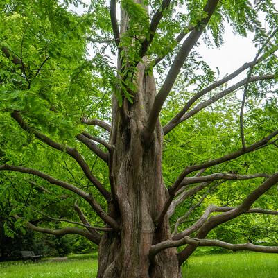 Metasequoia glyptostroboides 