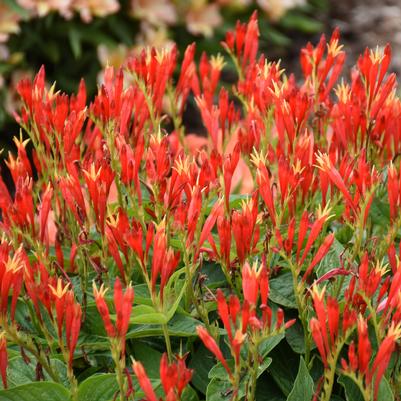 Spigelia marilandica 'Ragin Cajun'
