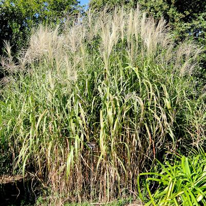 Miscanthus floridulis 