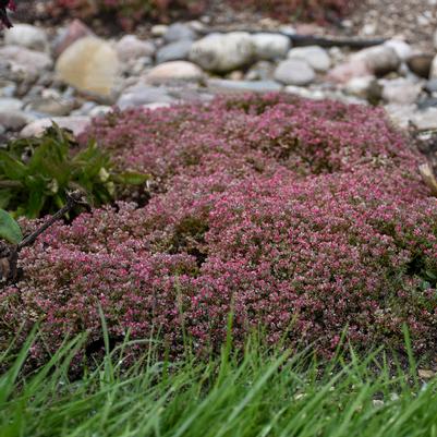 Sedum 'Steel the Show'