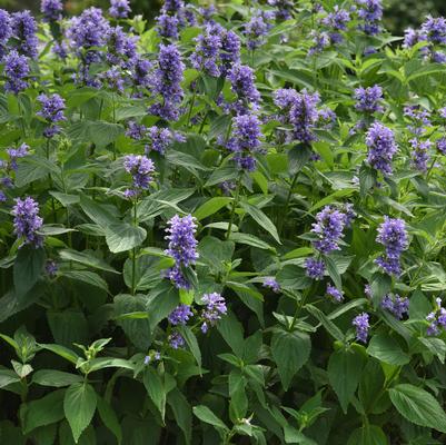 Nepeta subsessilis Prelude™ Blue