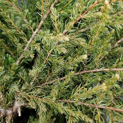 Juniperus communis Alpine Carpet®