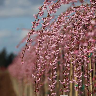 Prunus Pink Cascade®