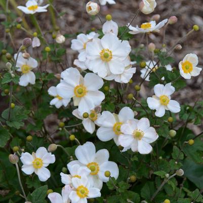 Anemone X 'Honorine Jobert'