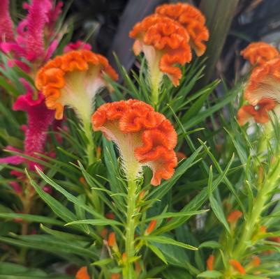 Celosia 'Twisted Dark Orange'