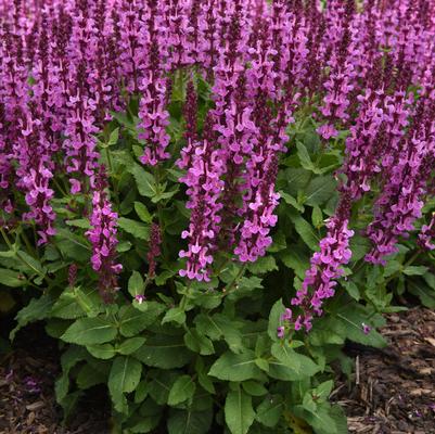 Salvia nemorosa Marvel Series 'Rose Marvel'