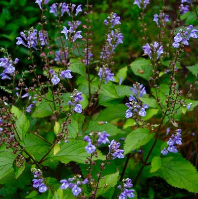 Scutellaria 'Appalachian Blues'