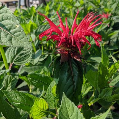 Monarda didyma 'Jacob Cline'