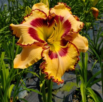 Hemerocallis Rainbow Rhythm® 'King of the Ages'