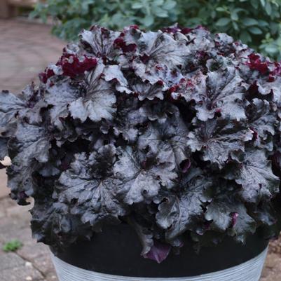 Heuchera hybrid Dressed Up™ 'Evening Gown'