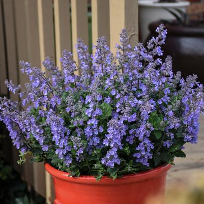 Nepeta 'Picture Purrfect'