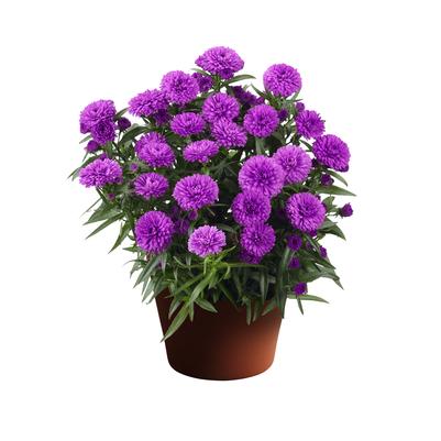 Aster novi-belgii Showmakers® 'Pretty Pink'