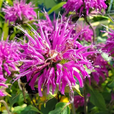 Monarda Blue Stocking