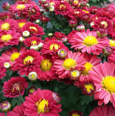 Chrysanthemum Red