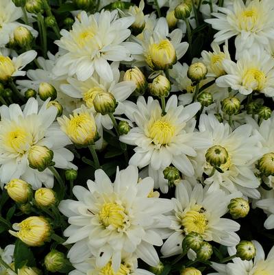 Chrysanthemum White