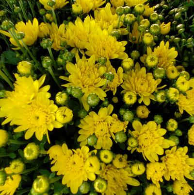 Chrysanthemum Yellow