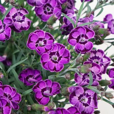 Dianthus Everlast™ Violet Blue