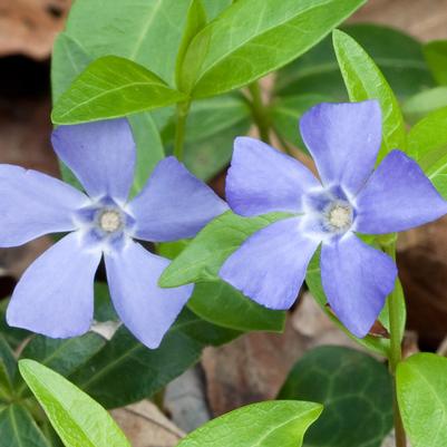 Vinca minor 