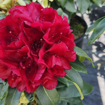 Rhododendron 'Firestorm'