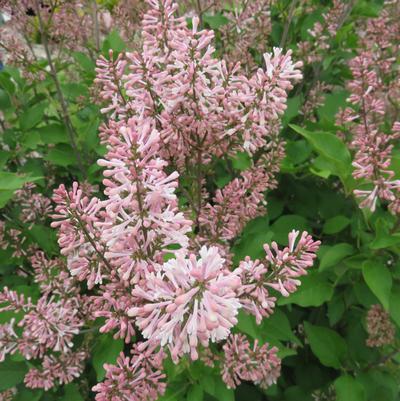 Syringa patula Dream Cloud™