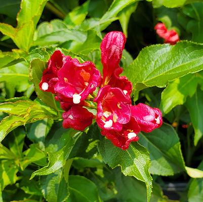 Weigela florida Magical® Robin