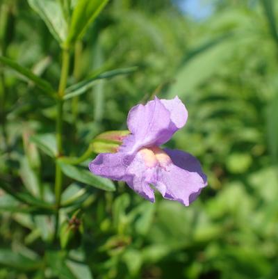 Mimulus ringens 