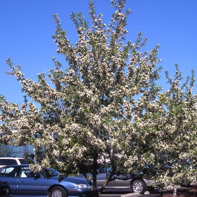 Malus x Red Jewel™