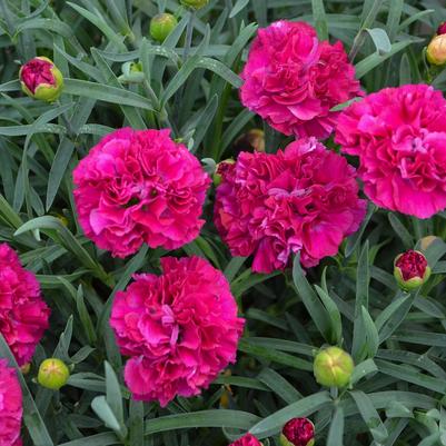 Dianthus Fruit Punch® 'Funky Fuchsia'