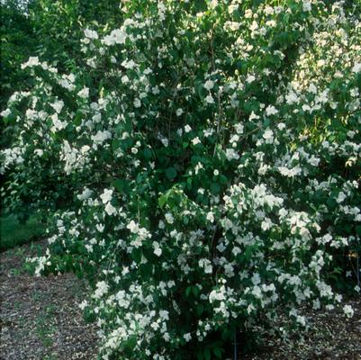 Philadelphus x virginalis 'Minnesota Snowflake'