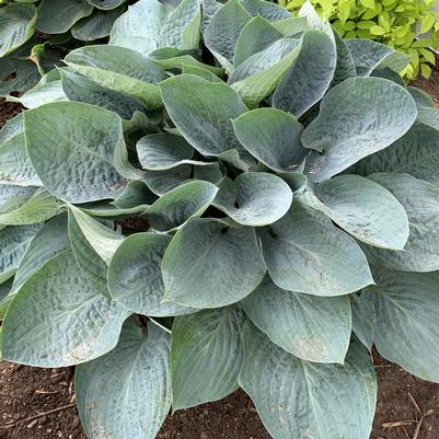 Hosta Shadowland® 'Above the Clouds'