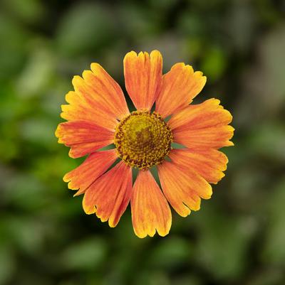 Helenium HAYDAY™ Red