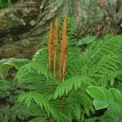 Osmunda cinnamomea 