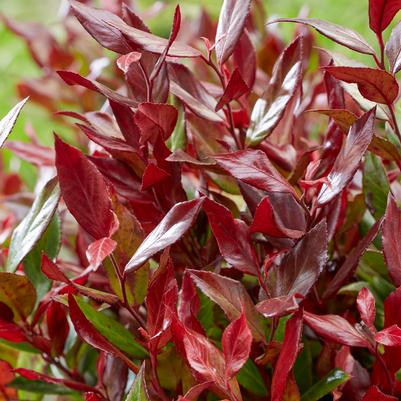 Leucothoe fontanesiana Leafscape™ 'Little Flames'