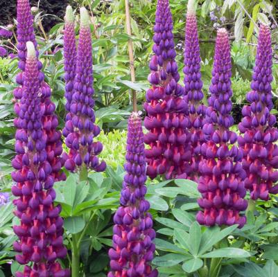 Lupinus polyphyllus Westcountry™ 'Masterpiece'