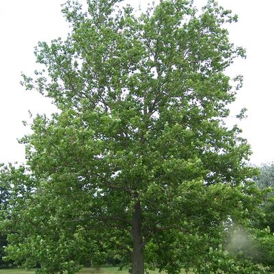 Platanus occidentalis 