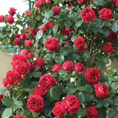Rosa Eden Climber® Red