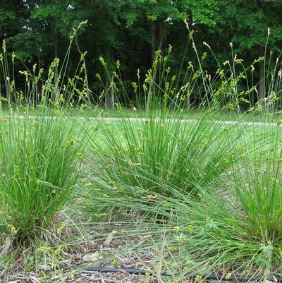 Carex bicknellii 