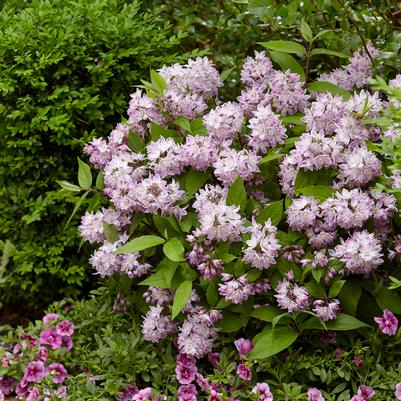 Deutzia x Raspberry Sundae