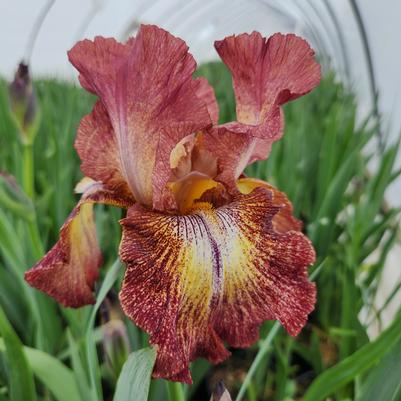 Iris germanica 'Paprika Fono'