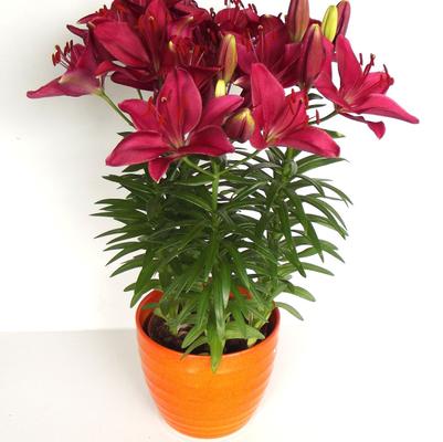 Lilium asiatic Fantasiatic Raspberry