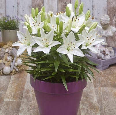 Lilium asiatic Fantasiatic White