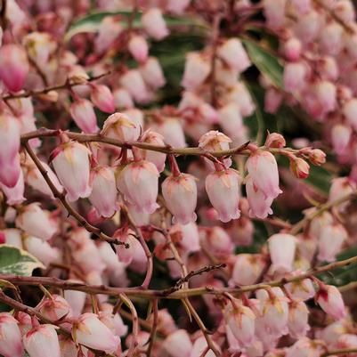 Pieris jap. Passion Party™ Pink Frost