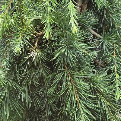 Cedrus deodara 'Feelin Blue'