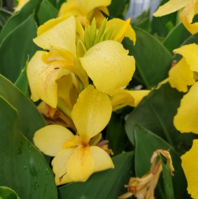 Canna Cannova® Yellow