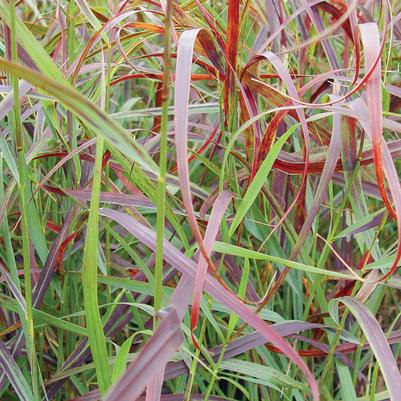 Panicum virgatum Ruby Ribbons™