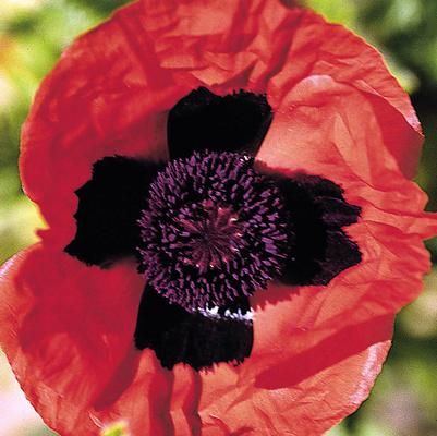 Papaver orientale Brilliant