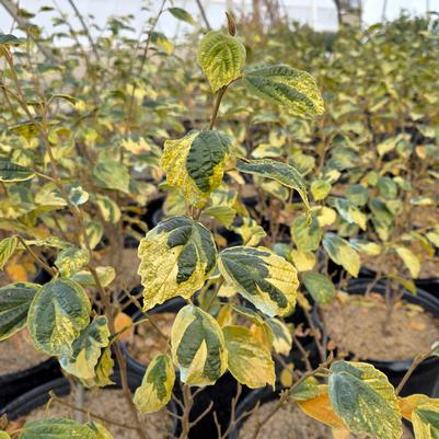 Hamamelis virginiana 'Little Prospect'