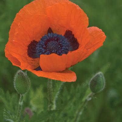 Papaver orientale Prince of Orange