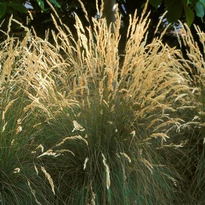 Festuca sp. Eilers Beauty™ 