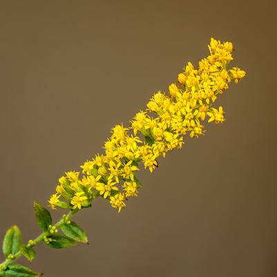 Solidago rugosa 